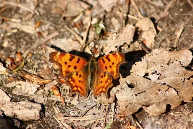 Ninfalidi,pieridi,papilionidi da ID-confermare